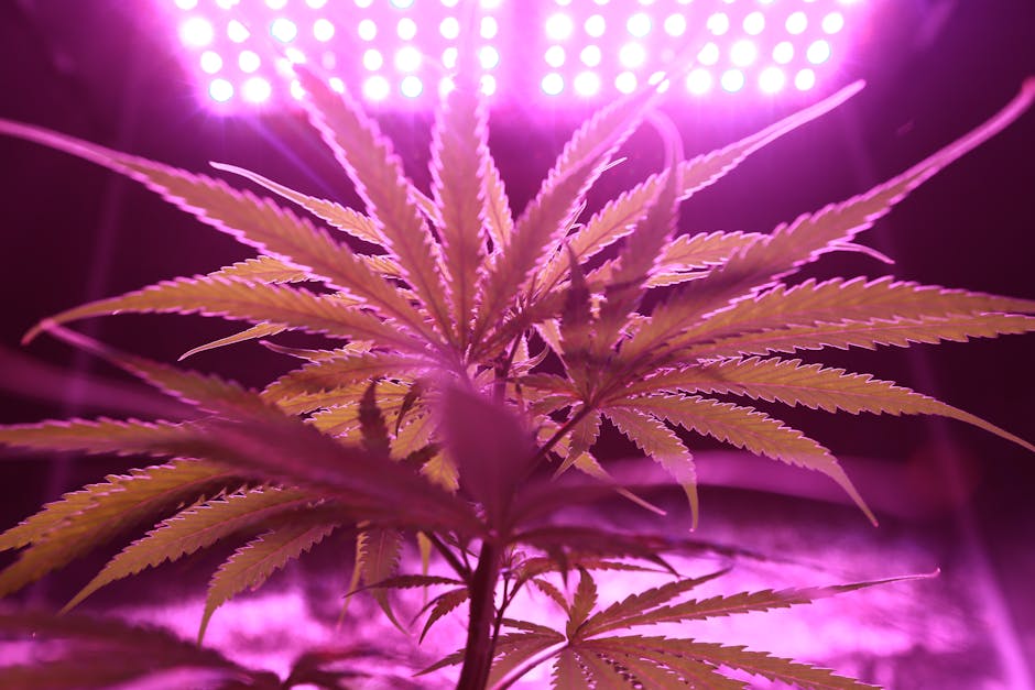 Navigating the Legalities of Medical Cannabis