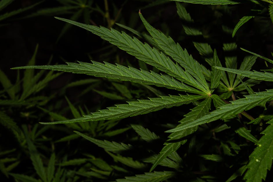 Recent Insights on Cannabis and Hormones
