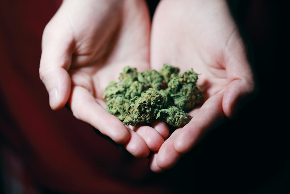 Unlocking Cannabis: New Health Insights