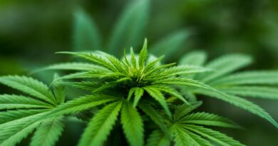 Exploring Terpenes: The Unsung Heroes of Cannabis
