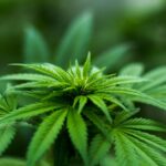 Discovering the Benefits of Medical Marijuana