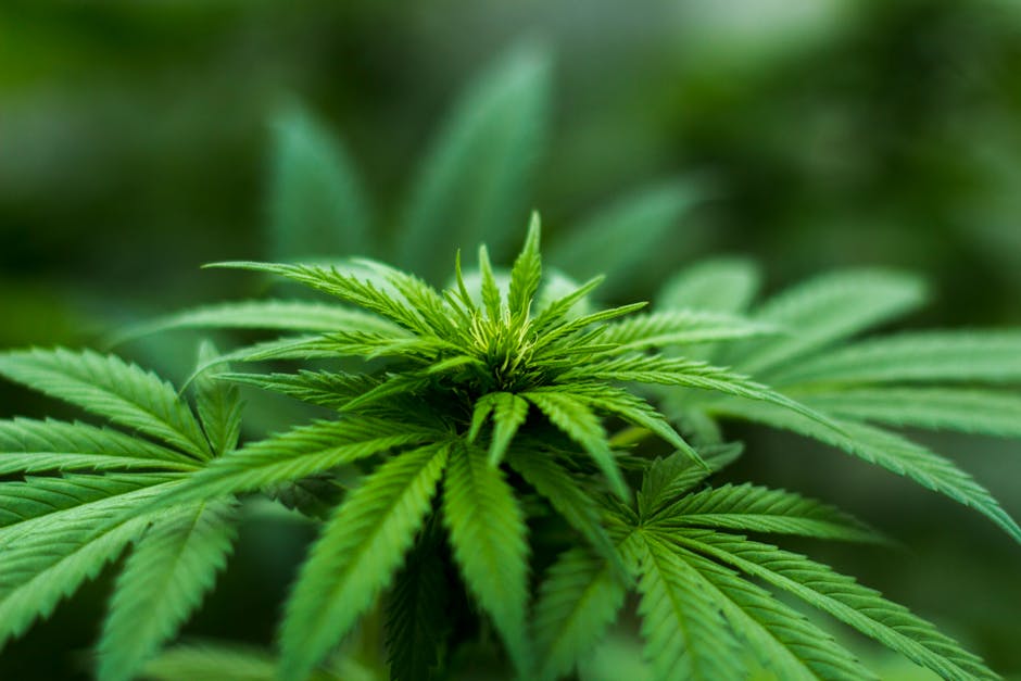 Recent Insights on Cannabis and Hormones