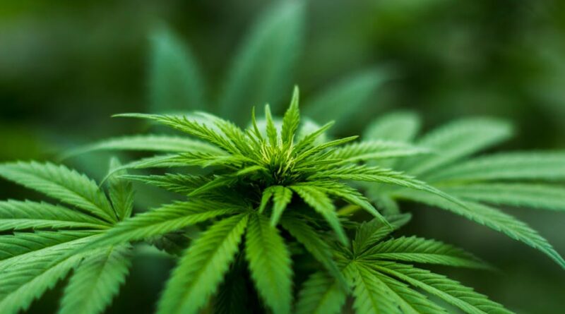 Discovering the Benefits of Medical Marijuana
