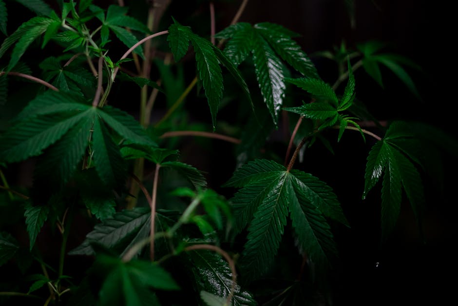 Exploring Terpenes: The Unsung Heroes of Cannabis