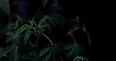 The Therapeutic Effects of Cannabinoids Explained