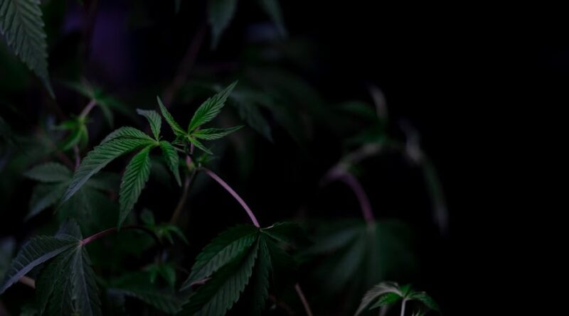 The Therapeutic Effects of Cannabinoids Explained