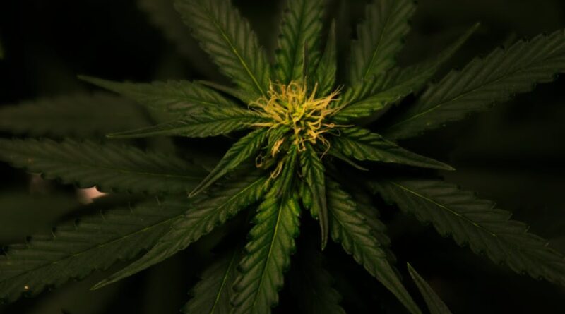 Therapeutic Wonders of Medical Cannabis