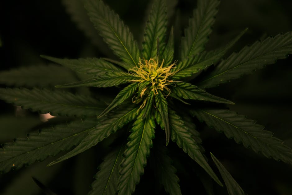 Therapeutic Wonders of Medical Cannabis